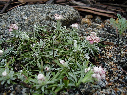 Antennaria dioica rosea (pussytoes)