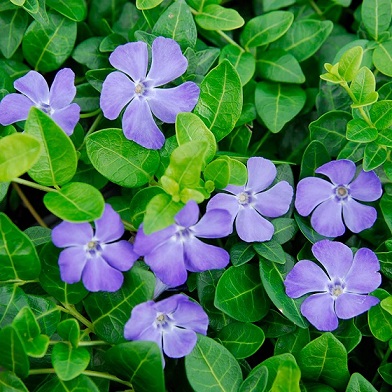 Bowles-blue flowers (periwinkle or myrtle)