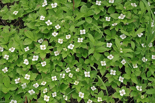 Chamaepericlymenum canadensis (bunchberry)