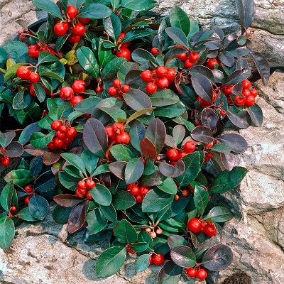 Gaultheria procumbens (wintergreen)