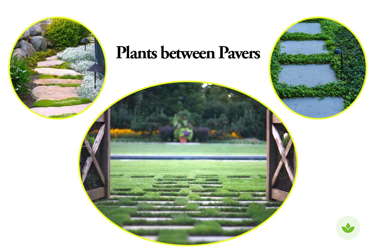 What to plants between pavers (Plant Gallery)