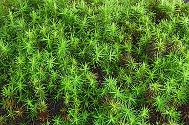 Polytrichum commune (common haircap moss)