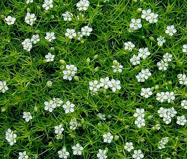 Sagina subulata (pearlwort or Irish moss)
