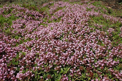 Thymus herba-barona (caraway thyme)