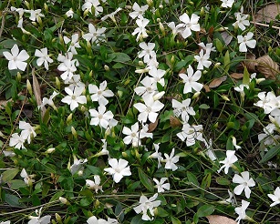 Vinca minor 'Miss Jekyll-white flowers