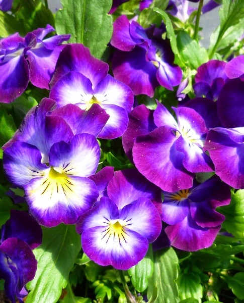 Viola cornuta (violets)
