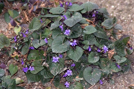 Viola labradorica (species of violet)